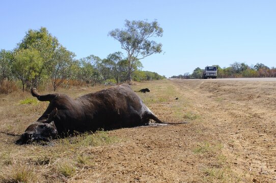 Roadside roadkill of domestic cattle (Bos taurus), Kimberley, Australia