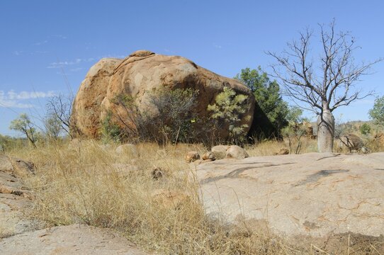 Australian boab (Adansonia gregorii) un rock, Kimberley, Australia