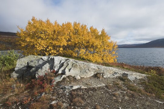 Warty birch (Betula pendula) in autumn leaves by a lake, More og Romsdal, Norway