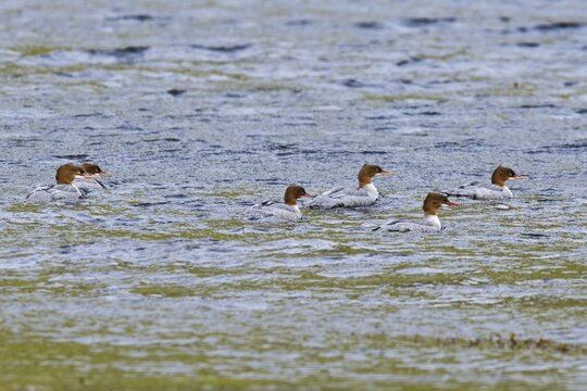 Common merganser (Merganser merganser), Vinjeora, Norway