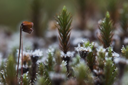 Common haircap moss (Polytrichum commune), Emsland, Lower Saxony, Germany