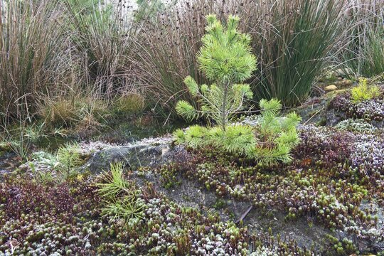 Common haircap moss (Polytrichum commune) and scots pine (Pinus sylvestris), Emsland, Lower Saxony, Germany