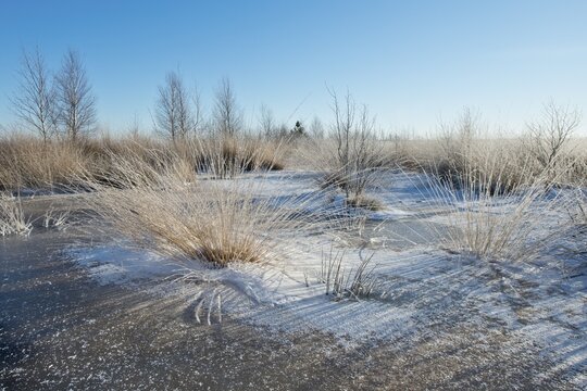 Moorland in hoar frost, Emsland, Lower Saxony, Germany
