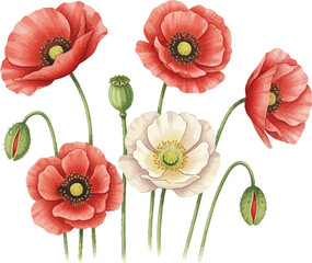 Obraz premium A beautiful set of red poppies and summer garden flowers featuring floral vector illustrations for seamless nature patterns and elegant bloom designs