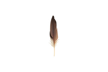 Brown and white feather isolated on transparent background showing fluffy texture and soft plumage