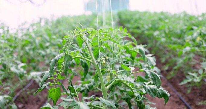 Healthy tomato plants growing on vines in a greenhouse with drip Irrigation for Sustainable Farming