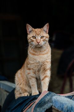Great portrait of a ginger cat in front of a black background on a farm
