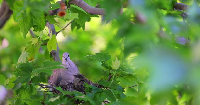 Doves in nest on a tree take care of eggs, beautiful wildlife in the nature by spring