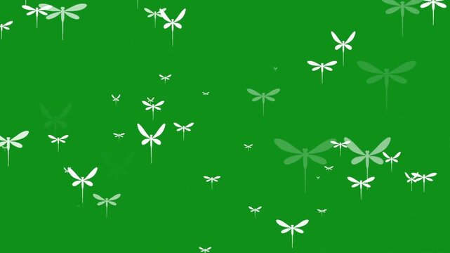 White dragonflies motion graphics with green screen background