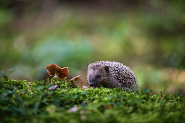  European hedgehog (Erinaceus europaeus) sniffing a wild mushroom in a mossy forest. © Rudolf