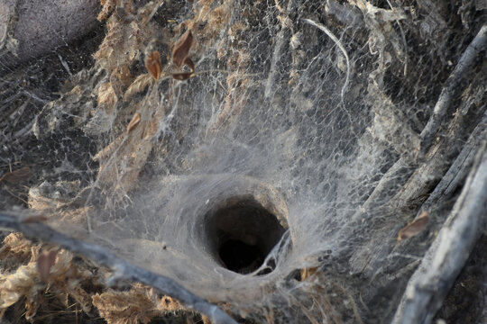 funnel-spider web