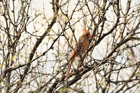 Female Northern Cardinal