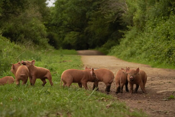 Tamworth piglets on dirt road in the knepp estate wildland project. © Andrew