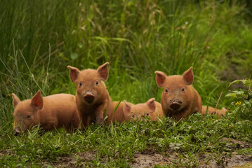 Tamworth Piglets at Knepp Wildland Project © Andrew