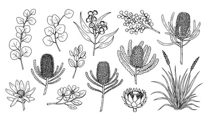 Hand Drawn Australian Native Flowers and Plants Sketch Collection Vector Illustration © BijoyChandra