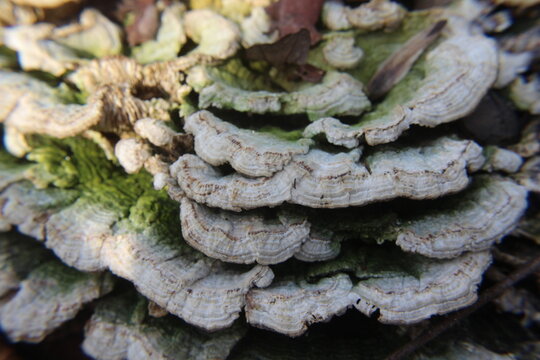 Trichaptum mushroom. 