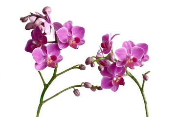 Fototapeta premium pretty purple flowers of orchid Phalaenopsis isolated close up