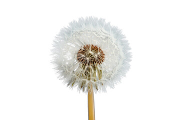 Dandelion seed head standing isolated, fluffy pappus representing fragility, dispersal, and a wish moment