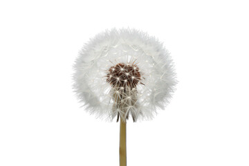 Dandelion seed head with delicate white pappus against a transparent background, symbolizing wishes and freedom