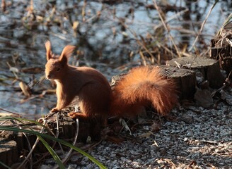 Obraz premium red-haired squirrel in park at spring
