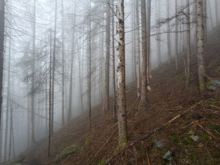 Obraz premium Norway Spruce with Black Woodpecker Marks and Bark Beetle Infestation in the Italian Alps 