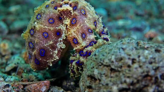 Intense Blue Ringed Octopus Displaying Warning Colors on Reef