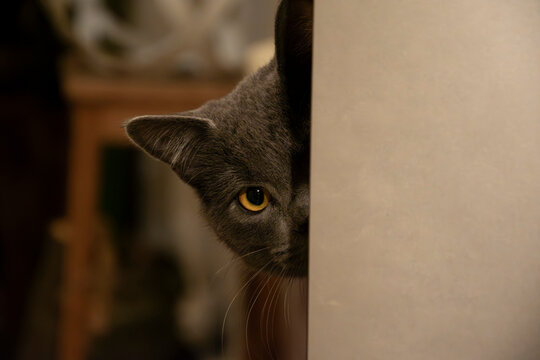 Cat, Gatto, Certosino