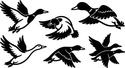 Fototapeta premium Silhouette vector of flying ducks in varied wing positions close up side view showing flock formation with bold black shapes