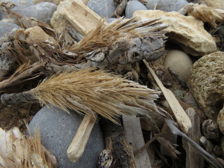 Natural beach drift wood on pebble beach © TPS