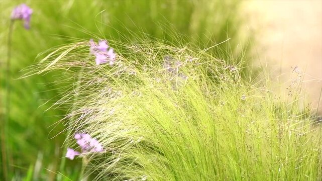 Mexican feather grass in modern garden, gardening, landscaping, design. Stipa tenuissima Pony Tails, Nassella, slow motion