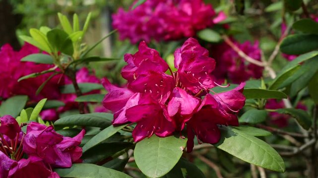 Bright pink Rhododendron flowers with leaves in the garden in summer