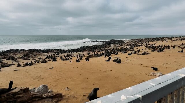 A colony of fur seals on the coast of the South Atlantic Ocean in Namibia.