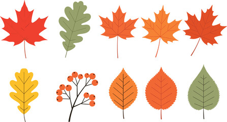 Naklejka premium Autumn Fall Leaves and Berries Vector Set with Maple, Oak, and Seasonal Foliage Illustration