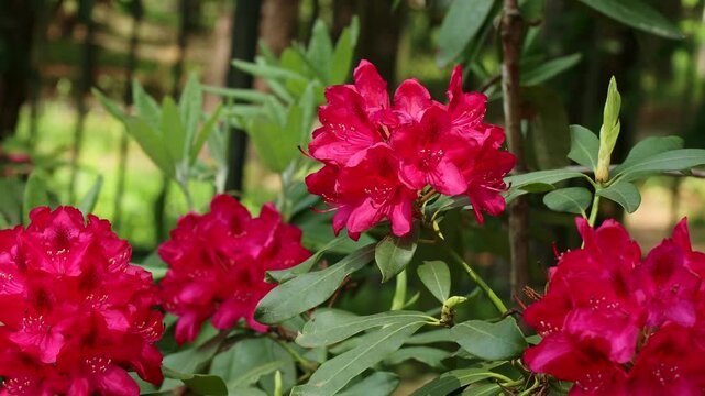 Bright pink Rhododendron flowers with leaves in the garden in summer