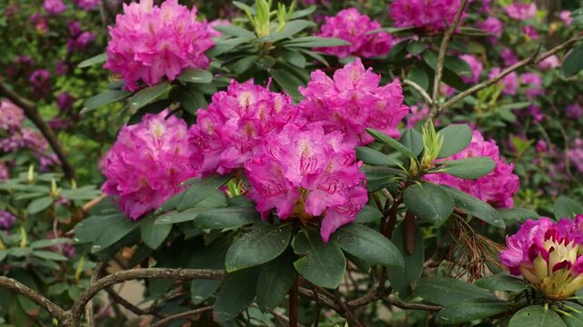 Bright pink Rhododendron flowers with leaves in the garden in summer
