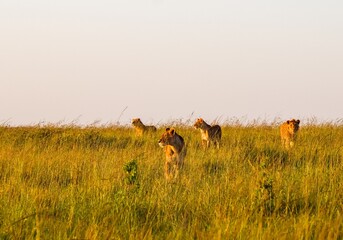Naklejka premium African lion pride walking through golden savanna grass