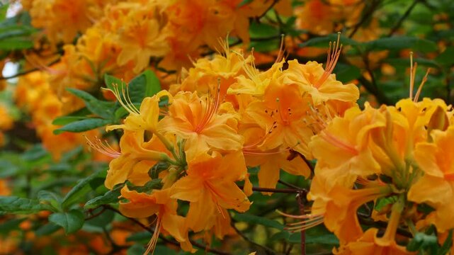 Bright yellow Rhododendron Luteum blossoming flowers with green leaves in the garden in spring