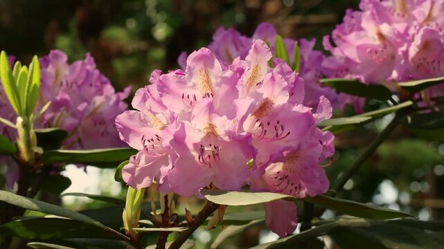 Bright pink Rhododendron flowers with leaves in the garden in summer