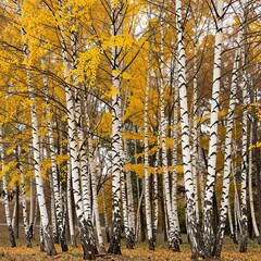 Obraz premium Birch tree forest with bright yellow autumn leaves and white bark trunks in seasonal park scenery