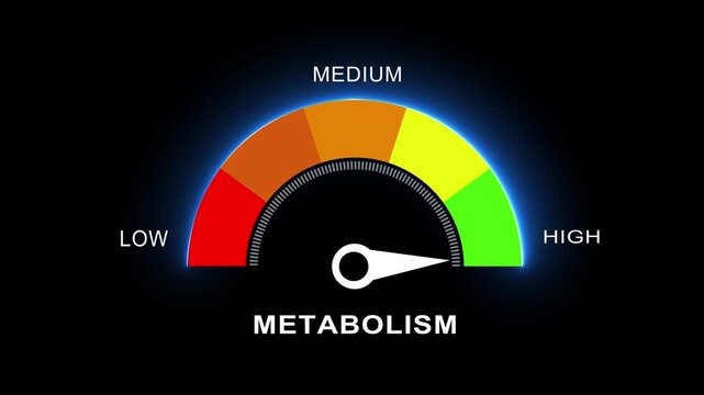 metabolism Level Measuring animation. metabolism a transparent background alpha channel. 4K video level miter concept.
