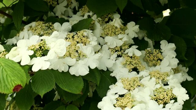 White Guelder Rose (Viburnum opulus) flowers in the garden in spring on green leaves background