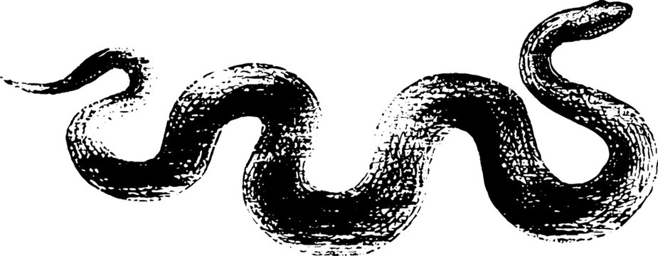 Gothic serpent in high contrast black and white ink sketch design for posters and labels