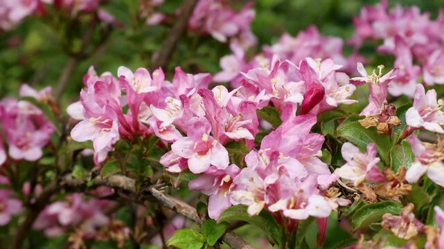 Bright pink Weigela hybrida Hort flowers with green leaves in the garden in spring
