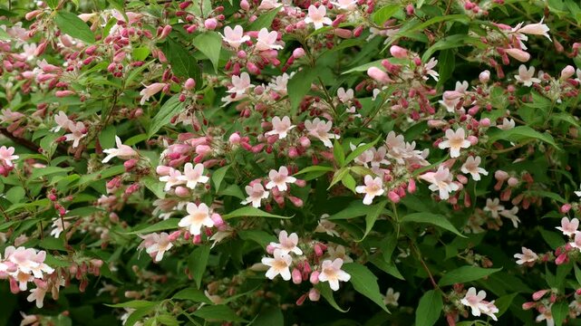 Bright pink Weigela hybrida Hort flowers with green leaves in the garden in spring