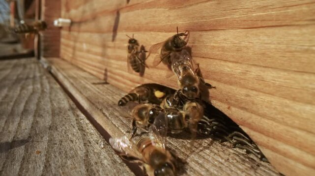 Macro Slow Motion of Guard Bees Defending Beehive Entrance from Intruders and Robber Bees