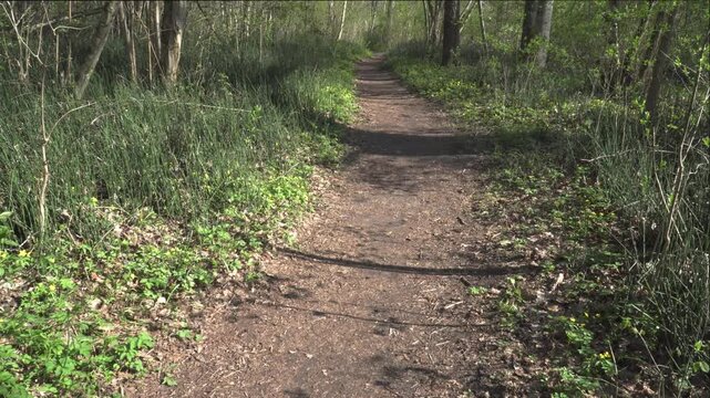 A bright spring day reveals a forest path bordered by dense horsetail growth and fresh vegetation. Sunlight filters through slender trees, casting soft shadows across the undisturbed woodland floor. 