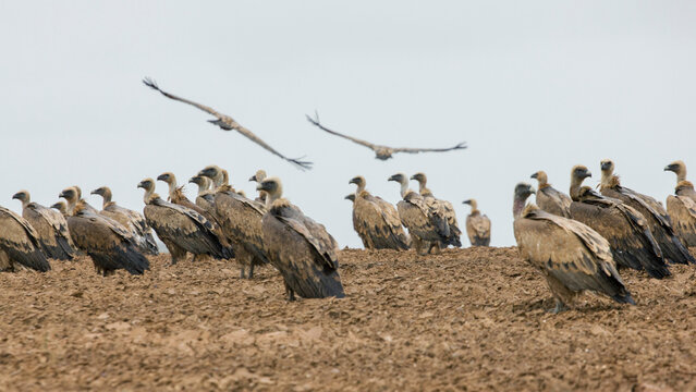 Gran colonia de buitres leonados congregados en un campo de Castilla y Le&oacute;n