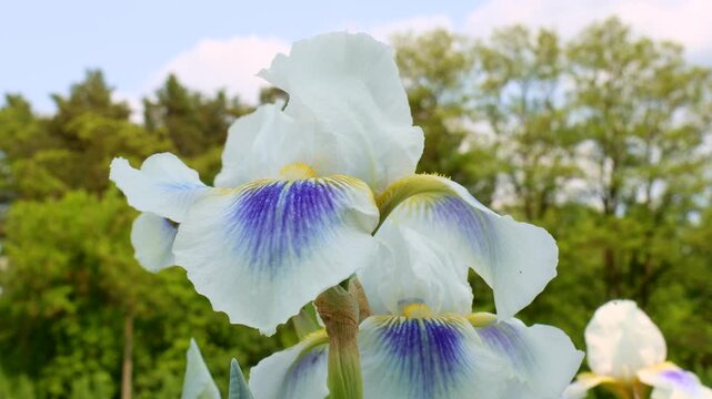 White, blue and violet blooming Iris xiphium (Bulbous iris, sibirica) on green leaves ang grass background in the garden in spring and summer