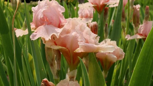 Light pink blooming Irises xiphium (Bulbous iris, sibirica) on green leaves ang grass background in the garden in spring and summer
