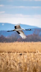 Fototapeta premium Red-crowned crane soars above golden reeds, framed by distant mountains and soft sky
